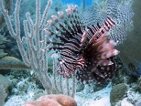 Lionfish